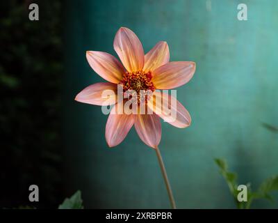 Eine einzige Dahlienblume aus Tangerine vor einem einfachen türkisfarbenen Hintergrund im Herbst, die die zweifarbigen Blütenblätter mit Platz für Kopien zeigt Stockfoto