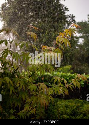 Starker Sommerregen, der an einem donnernden Nachmittag im August in einem üppigen britischen Garten auf die Blätter eines japanischen Acer-Baumes fällt Stockfoto