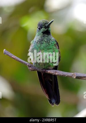 Grünstirn-Brillantkolibri, Brillantkolibri, Brillant fer-de-Lanze, Heliodoxa jacula, zöldkoronás briliánskolibri, Mindo-Tal, Ecuador Stockfoto