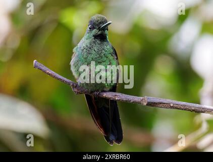 Grünstirn-Brillantkolibri, Brillantkolibri, Brillant fer-de-Lanze, Heliodoxa jacula, zöldkoronás briliánskolibri, Mindo-Tal, Ecuador Stockfoto