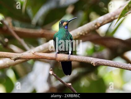 Grünstirn-Brillantkolibri, Brillantkolibri, Brillant fer-de-Lanze, Heliodoxa jacula, zöldkoronás briliánskolibri, Mindo-Tal, Ecuador Stockfoto