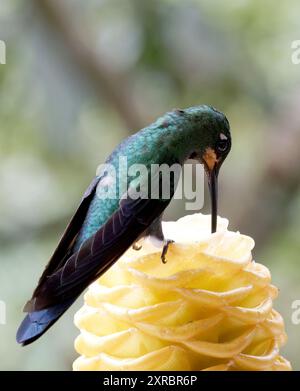 Grünstirn-Brillantkolibri, Brillantkolibri, Brillant fer-de-Lanze, Heliodoxa jacula, zöldkoronás briliánskolibri, Mindo-Tal, Ecuador Stockfoto