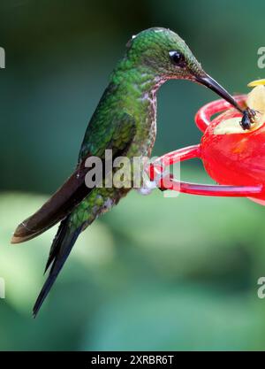 Grünstirn-Brillantkolibri, Brillantkolibri, Brillant fer-de-Lanze, Heliodoxa jacula, zöldkoronás briliánskolibri, Mindo-Tal, Ecuador Stockfoto