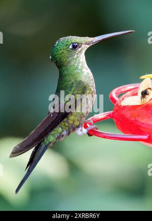 Grünstirn-Brillantkolibri, Brillantkolibri, Brillant fer-de-Lanze, Heliodoxa jacula, zöldkoronás briliánskolibri, Mindo-Tal, Ecuador Stockfoto