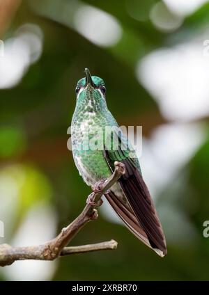 Grünstirn-Brillantkolibri, Brillantkolibri, Brillant fer-de-Lanze, Heliodoxa jacula, zöldkoronás briliánskolibri, Mindo-Tal, Ecuador Stockfoto