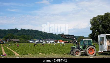 Deutschland, Bayern, Oberbayern, Neuötting, Landwirtschaft, Erdbeerfeld, Erntezeit, Landarbeiter, die Erdbeeren pflücken Stockfoto