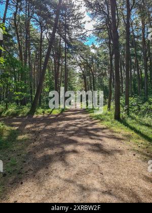 Deutschland, Mecklenburg-Vorpommern, Halbinsel Fischland-Darß-Zingst, Nationalpark Bodden Landscape Westpommern, Darßer Ort Rundwanderweg, der Darßwald, Entspannung und Ruhe im Naturschutzgebiet und Nationalpark im Ostseebad Prerow Stockfoto