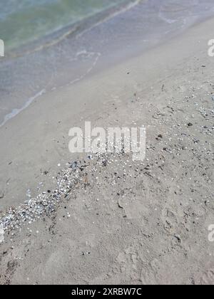 Geschwemmte Muscheln und Algengras am Ufer des Prerow Strandes, Mecklenburg-Vorpommern, Deutschland Stockfoto