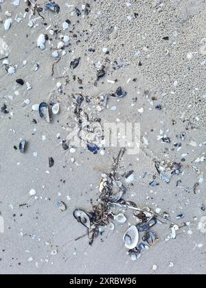 Geschwemmte Muscheln und Algengras am Ufer des Prerow Strandes, Mecklenburg-Vorpommern, Deutschland Stockfoto