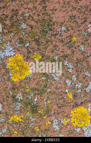 Pflasterstein mit Flechten, Stillleben aus der Natur, Tapeten Stockfoto