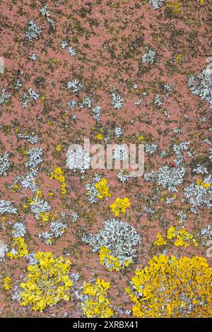 Pflasterstein mit Flechten, Stillleben aus der Natur, Tapeten Stockfoto