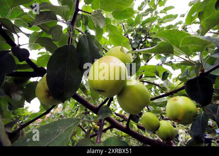 Grüne Äpfel auf einem Apfelbaum Stockfoto