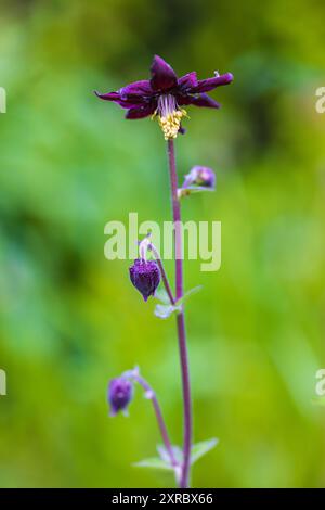 Aquilegia vulgaris-Hybride 'Black Barlow', doppelkolumbine, Nahaufnahme Stockfoto