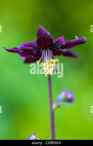 Aquilegia vulgaris-Hybride 'Black Barlow', doppelkolumbine, Nahaufnahme Stockfoto