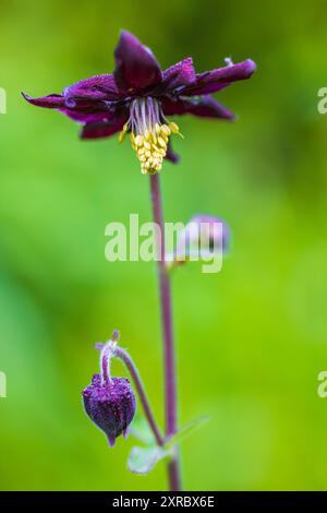 Aquilegia vulgaris-Hybride 'Black Barlow', doppelkolumbine, Nahaufnahme Stockfoto