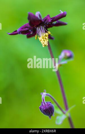 Aquilegia vulgaris-Hybride 'Black Barlow', doppelkolumbine, Nahaufnahme Stockfoto