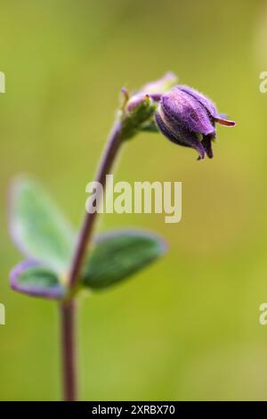 Aquilegia vulgaris-Hybride 'Black Barlow', doppelkolumbine, Nahaufnahme Stockfoto