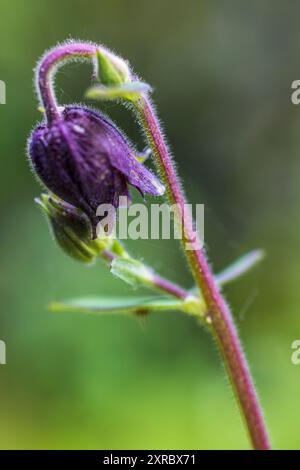 Aquilegia vulgaris-Hybride 'Black Barlow', doppelkolumbine, Nahaufnahme Stockfoto