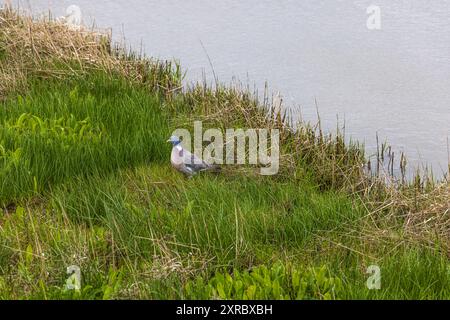 Taube auf einer Wiese Stockfoto