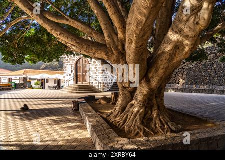 Riesenbaum auf dem Plaza de Masca vor der Kirche Ermita de la Inmaculada Concepcion, Masca, Teneriffa, Kanarische Inseln, Spanien Stockfoto