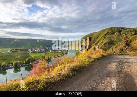 Schöne Landschaft an einem Fluss, inmitten der Weinberge mit Blick auf die Mosel liegt Schloss Metternich, Spätsommerabend bei Sonnenuntergang mit Burgruine in Beilstein, Rheinland-Pfalz, Deutschland Stockfoto