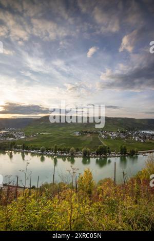 Schöne Landschaft an einem Fluss, inmitten der Weinberge mit Blick auf die Mosel liegt Schloss Metternich, Spätsommerabend bei Sonnenuntergang mit Burgruine in Beilstein, Rheinland-Pfalz, Deutschland Stockfoto