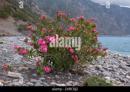 Blühender Oleander am Kiesstrand auf Kreta, Griechenland Stockfoto