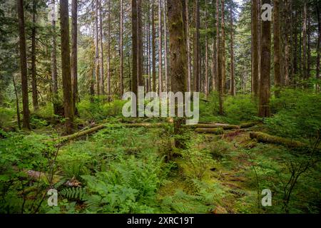 Blick auf den Wald am Ausgangspunkt des Middle Fork Snoqualmie River Trail im Middle Fork Snoqualmie River Valley in der Nähe von North Bend in Washington Stockfoto