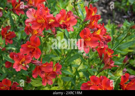 Wunderschöne rote und gelbe St. Martins Lilly. Alstroemeria Ligtu. Stockfoto