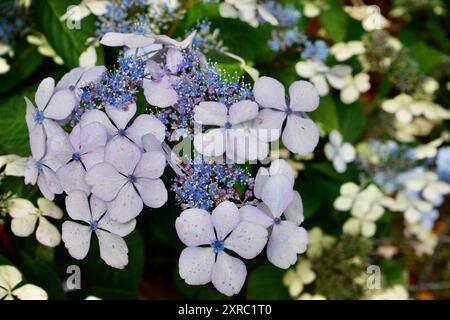 Wunderschöne blassblaue Hortensie Blumen. Stockfoto