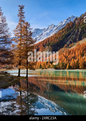 Orceyrette Lake im Herbst mit goldenen Lärchen und frühem Schnee auf den Gipfeln darüber. Region Briancon in den Hautes-Alpes. Südfranzösische Alpen, Frankreich Stockfoto