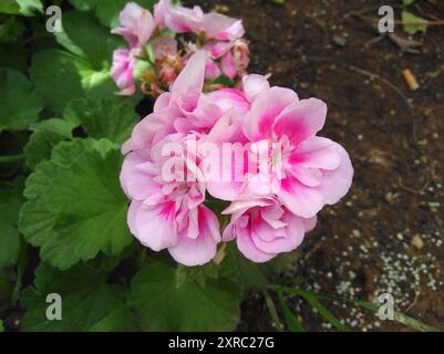 Die schöne Geranie (Pelargonium zonale) Blume im Garten Stockfoto