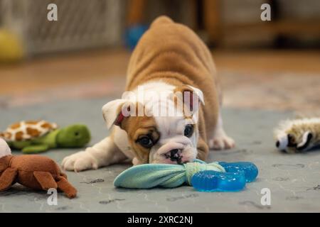 Braunes und weißes Bulldogge-Welpe spielt mit einem blauen Spielzeug, während es in einer Spielbeuge sitzt Stockfoto
