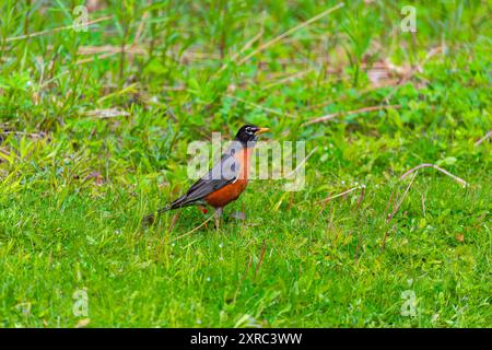 Der amerikanische robin (Turdus migratorius), der im Park nach Essen sucht. Der amerikanische rotkehlchen ist der am häufigsten vorkommende Vogel in Nordamerika Stockfoto