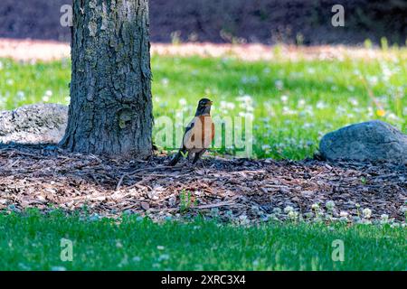 Der amerikanische robin (Turdus migratorius), der im Park nach Essen sucht. Der amerikanische rotkehlchen ist der am häufigsten vorkommende Vogel in Nordamerika Stockfoto