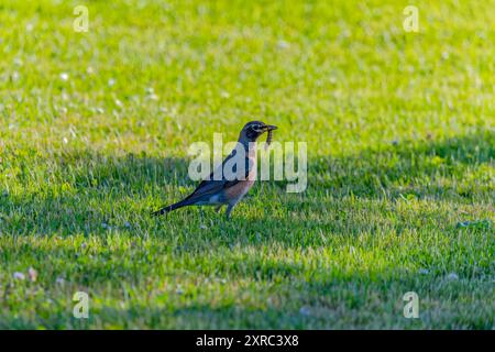Der amerikanische robin (Turdus migratorius), der im Park nach Essen sucht. Der amerikanische rotkehlchen ist der am häufigsten vorkommende Vogel in Nordamerika Stockfoto
