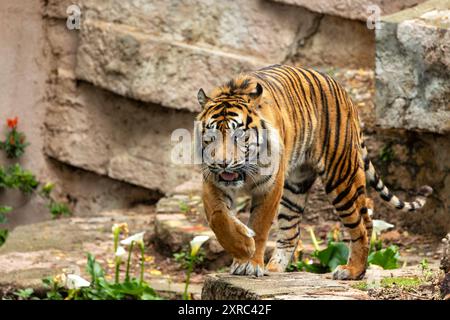 Sumatra-Tiger in den Regenwäldern von Sumatra, Indonesien. Fleischfressende Raubtiere, die Hirsche, Wildschweine und kleinere Säugetiere bejagen. Gefährdet, gefunden in DE Stockfoto