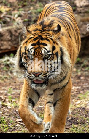 Sumatra-Tiger in den Regenwäldern von Sumatra, Indonesien. Fleischfressende Raubtiere, die Hirsche, Wildschweine und kleinere Säugetiere bejagen. Gefährdet, gefunden in DE Stockfoto