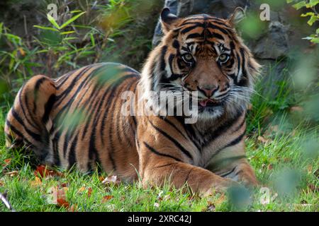 Sumatra-Tiger in den Regenwäldern von Sumatra, Indonesien. Fleischfressende Raubtiere, die Hirsche, Wildschweine und kleinere Säugetiere bejagen. Gefährdet, gefunden in DE Stockfoto