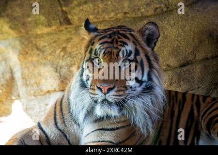 Sumatra-Tiger in den Regenwäldern von Sumatra, Indonesien. Fleischfressende Raubtiere, die Hirsche, Wildschweine und kleinere Säugetiere bejagen. Gefährdet, gefunden in DE Stockfoto