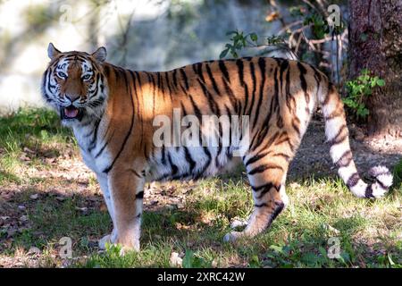 Sumatra-Tiger in den Regenwäldern von Sumatra, Indonesien. Fleischfressende Raubtiere, die Hirsche, Wildschweine und kleinere Säugetiere bejagen. Gefährdet, gefunden in DE Stockfoto