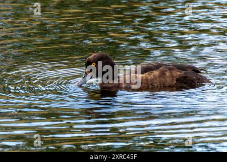 Weibliche getuftete Ente in europäischen und asiatischen Seen. Tauchgänge für Weichtiere, Insekten und Wasserpflanzen. Häufig in Süßwasser-Lebensräumen in EUR zu finden Stockfoto