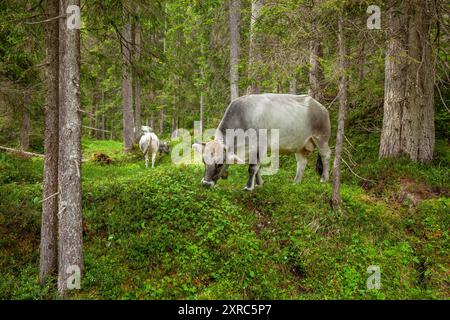 Kühe auf Waldboden im Leutasch-Tal, Tirol, Österreich Stockfoto