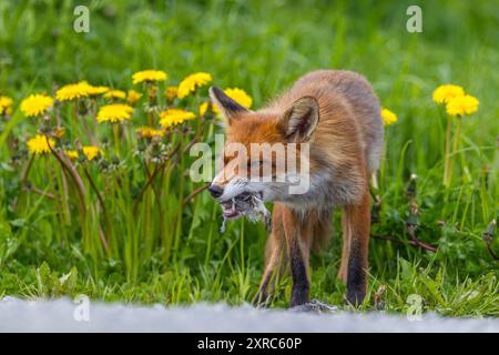 Gelbe Blumen, Löwenzahnwiese, Rotfuchs, Fuchs, Vulpes vulpes, Beute, Essen Stockfoto