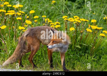 Gelbe Blumen, Löwenzahnwiese, Rotfuchs, Fuchs, Vulpes vulpes, Stockfoto