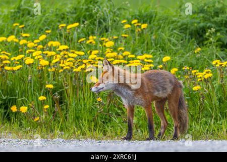 Gelbe Blumen, Löwenzahnwiese, Rotfuchs, Fuchs, Vulpes vulpes, Stockfoto