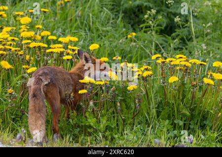 Gelbe Blumen, Löwenzahnwiese, Rotfuchs, Fuchs, Vulpes vulpes, Stockfoto