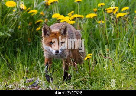 Gelbe Blumen, Löwenzahnwiese, Rotfuchs, Fuchs, Vulpes vulpes, Stockfoto