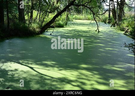 Dieses Bild zeigt eine ruhige Sumpfszene mit einer dichten Schicht grüner Wasserpflanzen, die die Wasseroberfläche bedeckt. Die Gegend ist von üppigem Vegeta umgeben Stockfoto