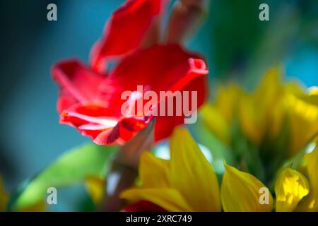 Sonnenblume und Gladiolen, Blumendetail Stockfoto